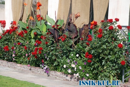 Розы на территории гостевого дома "Кленовый лист" на Иссык-Куле.